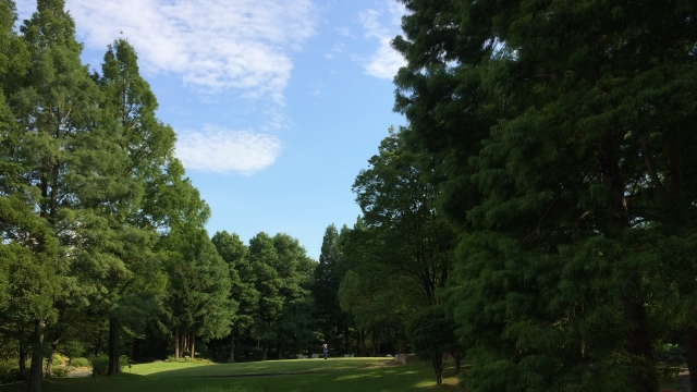 木々と空