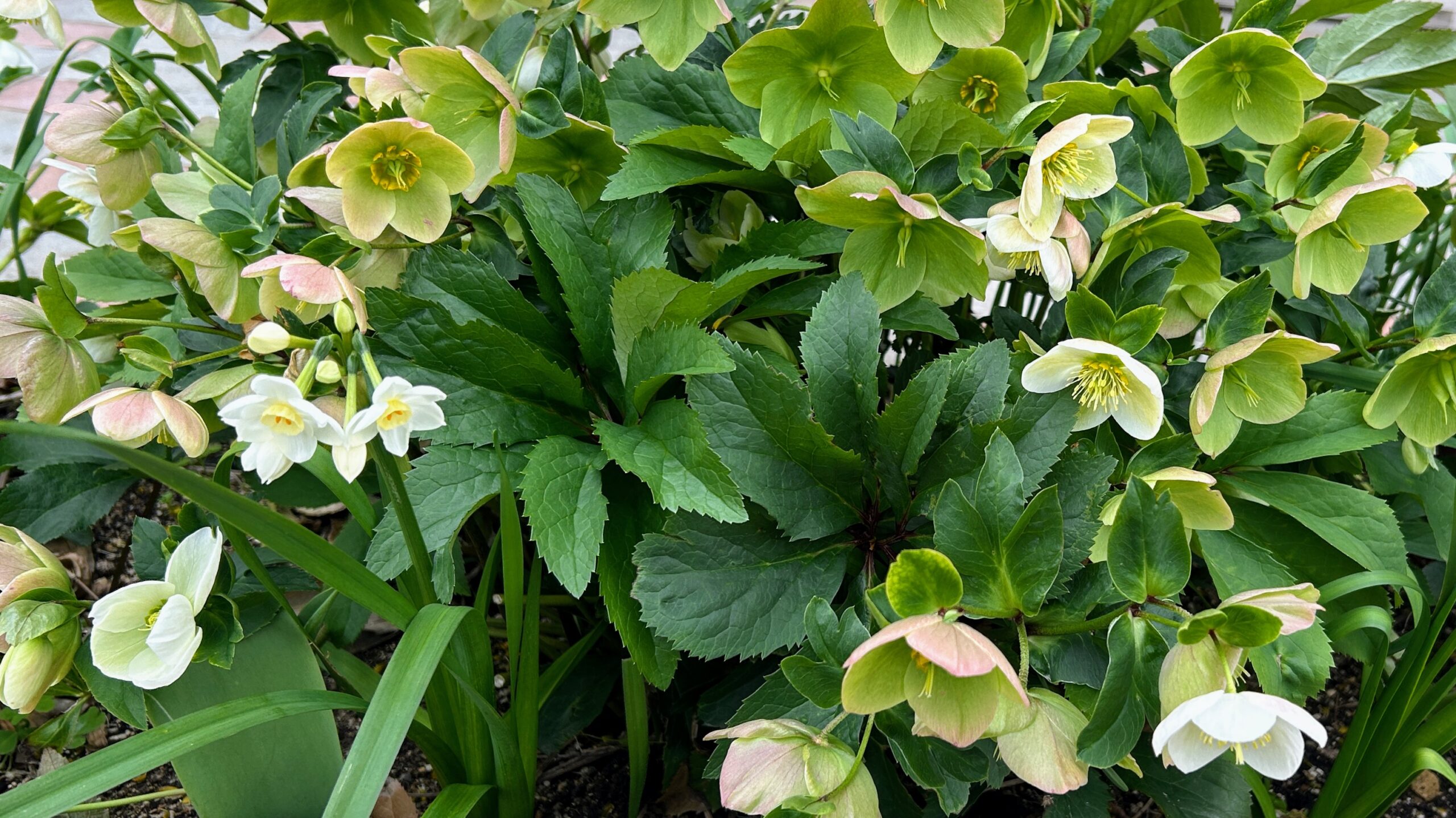 クリスマスローズ