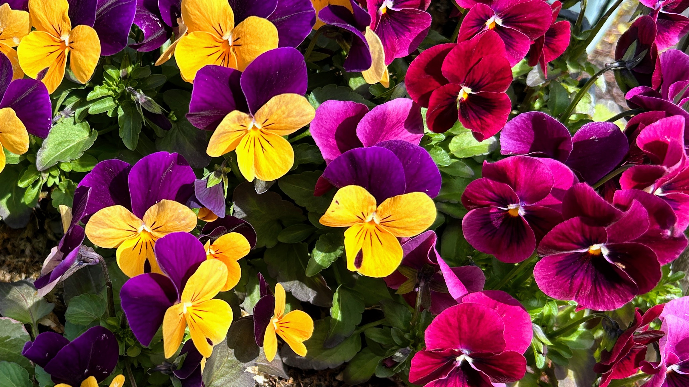 春らしい菫の花