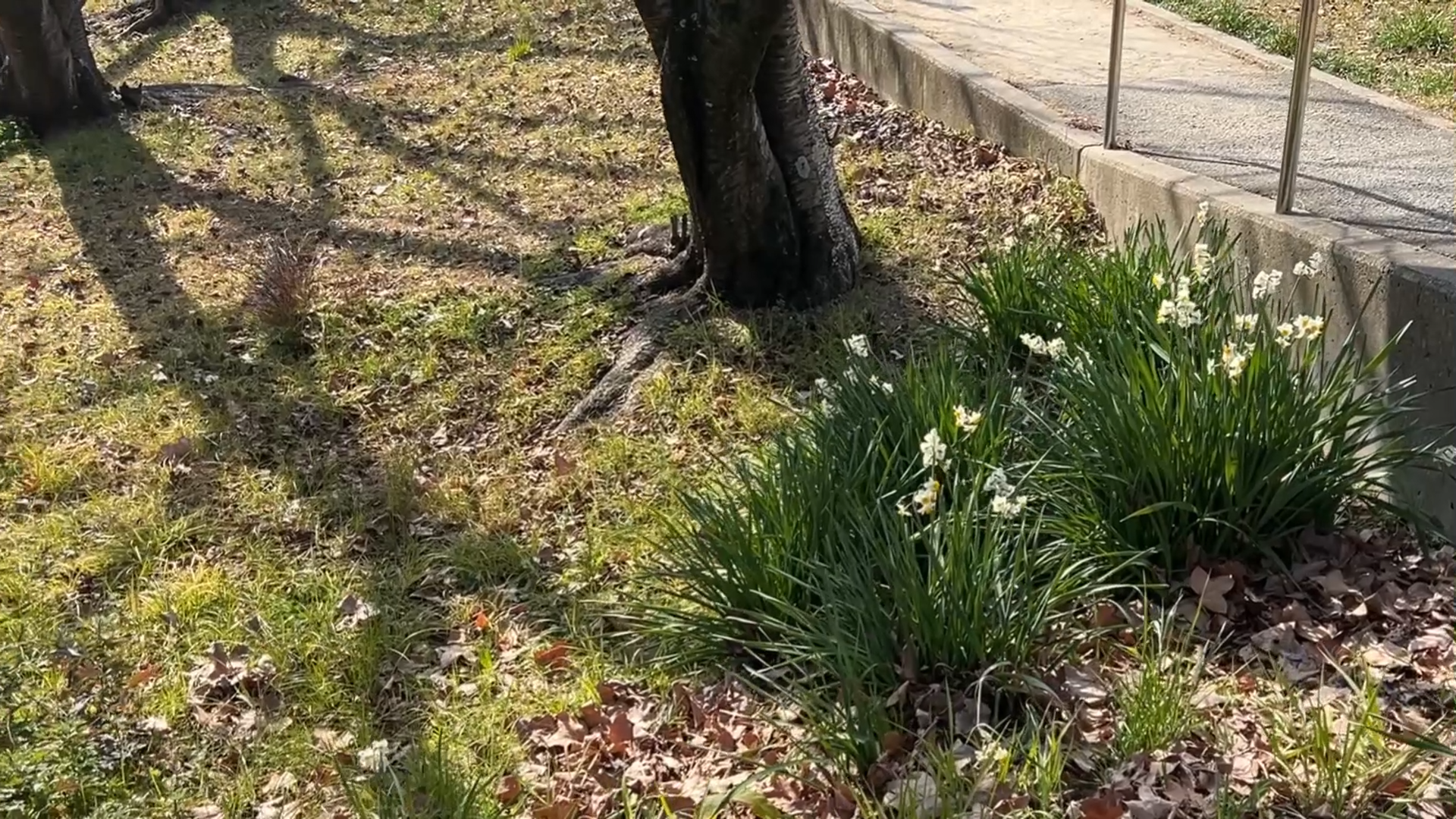 スイセンの花が咲いた散歩道