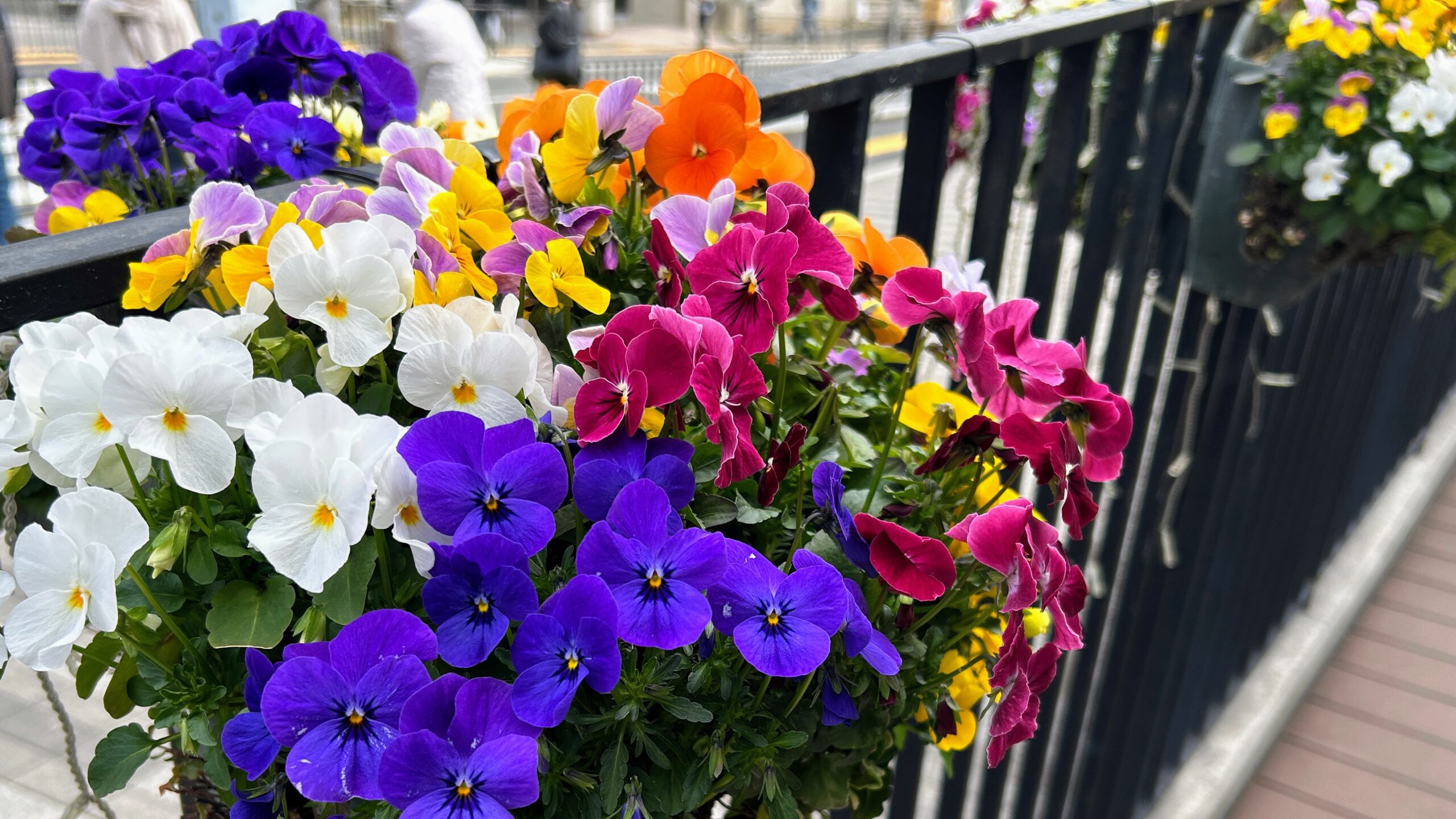 春はもうすぐと感じさせる菫の花