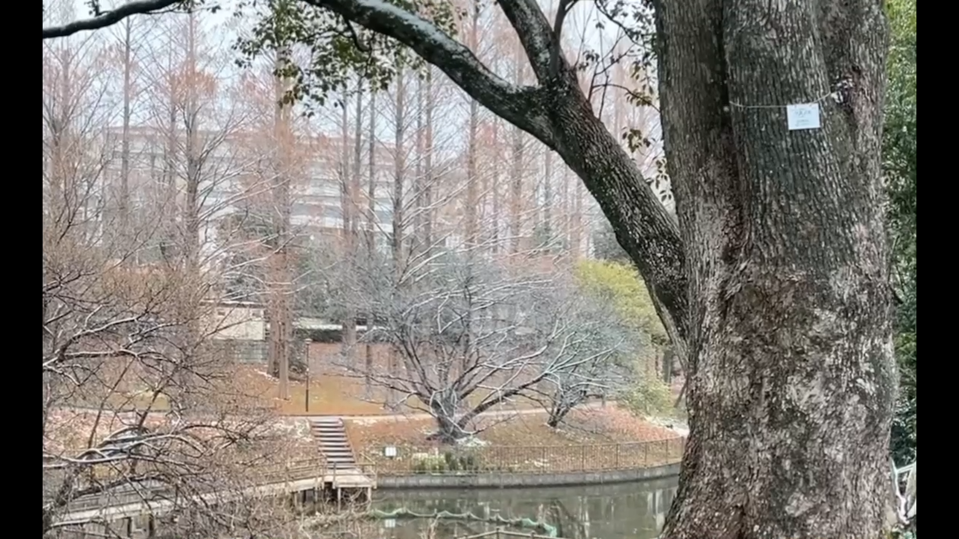雪がちらつく朝